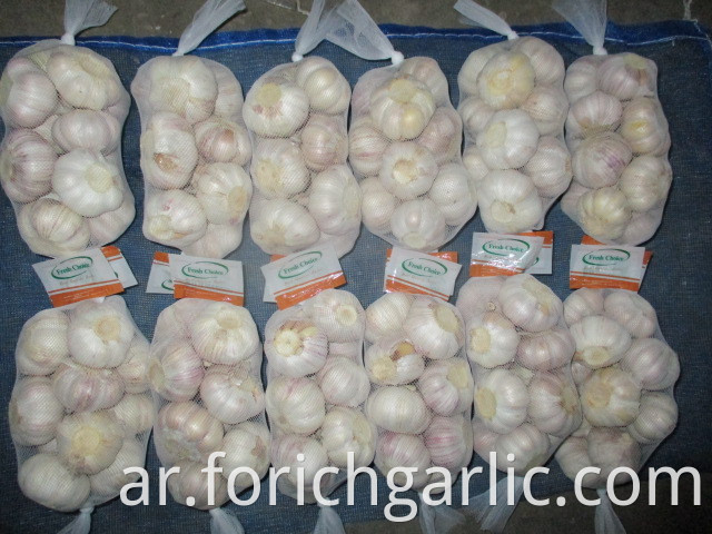 2019 Jinxiang Fresh Normal Garlic